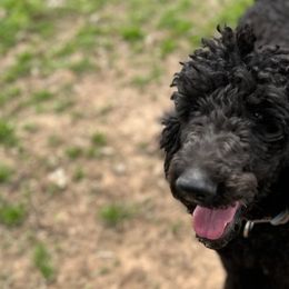 Labradoodles from Furrever and Always Doodles