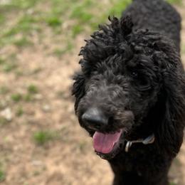 Labradoodles from Furrever and Always Doodles