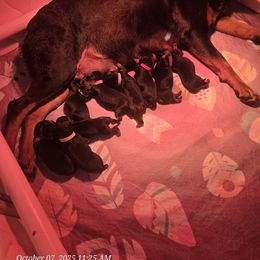 Girl 2 - female Rottweiler puppy in Lebanon, Oregon from SOUTH SANTIAM ROTTWEILERS
