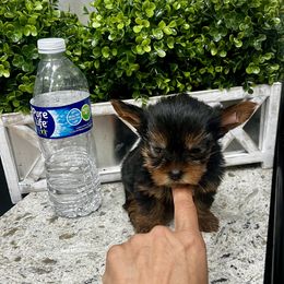 Yorkshire Terrier puppies from Chino Hills Yorkies