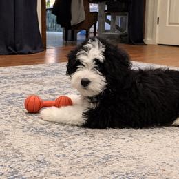 Brecken - Black and white male Aussiedoodle puppy in Charleston, Arkansas from Lazy S Aussies
