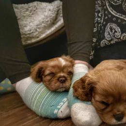 Cavalier King Charles Spaniel Puppies from Enchanted Cavaliers