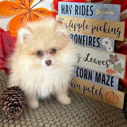LUKE - Cream parti male Pomeranian puppy in Byron, Georgia from Tracys Pom Palace