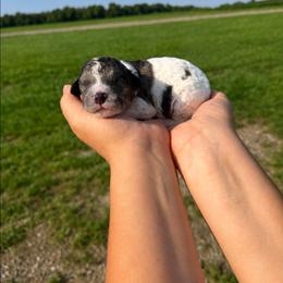 Crockett - Black and white male Aussiedoodle puppy in Hudson, Michigan from Haas Pawz