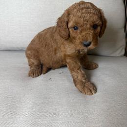Maple - Red  female Goldendoodle puppy in Mantachie, Mississippi from North MS Doodles Boutique