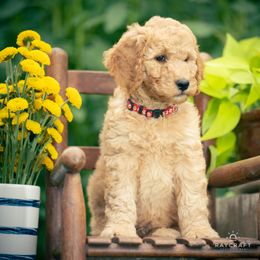Goldendoodle Puppies from Columbia River Doodles
