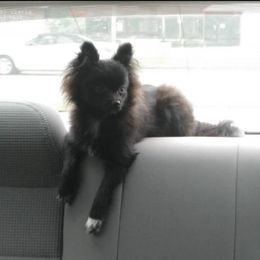 Chewy - Pomeranian