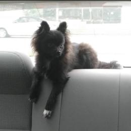 Chewy - Pomeranian
