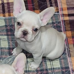 Daisy - Cream female French Bulldog puppy in Ardmore, Oklahoma from Big Ox Bulldogs
