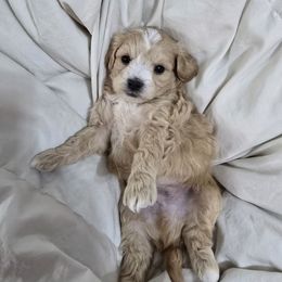 Rolex - Apricot male Maltipoo puppy in Washington from Mt.BakerPoodles&Doodles