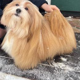 Goldie - Havanese