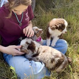 Miniature Australian Shepherd Puppies from Reeds Cattle Co.