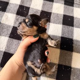 Male 3 (red collar) - Black and cream male Dachshund puppy in Modesto, California from Once Upon a Mini Dachshund