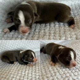 Red tri female - Red tri female Toy Australian Shepherd puppy in Brooker, Florida from Honey, I Shrunk the Aussies