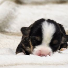 CKC Black Tri Male - Black and tan male American Corgi puppy in Clovis, New Mexico from Sweet & Salty Cowdogs