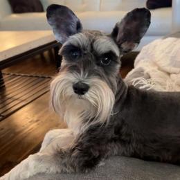 Beans - Miniature Schnauzer