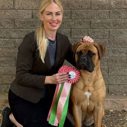 Monroe - Red female Bullmastiff puppy in Palm Desert, California from IV Bullmastiffs
