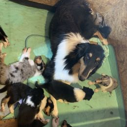 Jasmine - Collie
