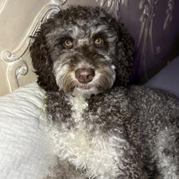 Cora - Bernedoodle