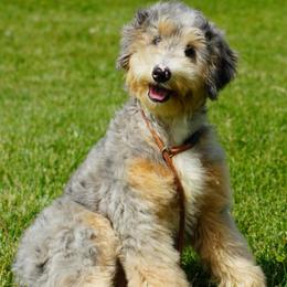 Max (trained puppy) - Merle male Bernedoodle puppy in Dundee, Ohio from Down Home Doodle