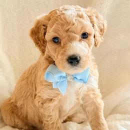 Girl 4 - female Double Doodle puppy in Clarks Hill, South Carolina from Rosie’s Double Doodles