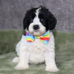 Sharpie - Black and chalk male Australian Labradoodle puppy in Calhoun, Louisiana from Arrowhead Australian Labradoodles