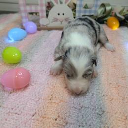 Tulip - Blue merle female Border Collie puppy in Fallon, Nevada from Royal R Ranch