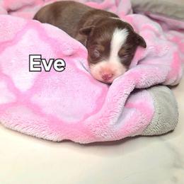 Eve - Red tri female Toy Australian Shepherd puppy in Bethany, Oklahoma from Donna's Toy & Mini Aussies