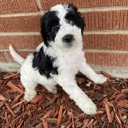 Cookie - Goldendoodle puppy from Lola Bear Goldendoodles