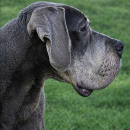 Malajka - Great Dane