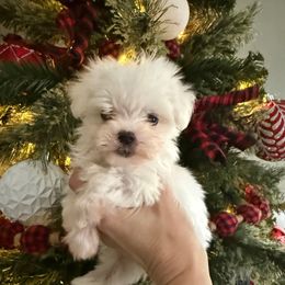 Blake - White male Maltese puppy in Asheville, North Carolina from TCBs Glowing Maltese