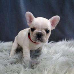 Boxer, Bulldog, and French Bulldog Puppies from Hillview Kennels