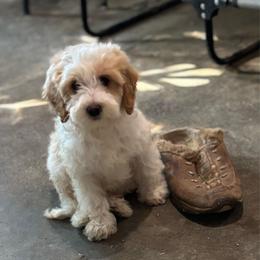 Zircon - Cream female Labradoodle puppy in Somerset, California from Annie’s Animals