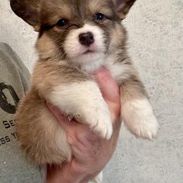 American Corgi and Pembroke Welsh Corgi Puppies from Flying K Corgis