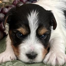 Harley - Black tan and white male Biewer Terrier puppy in Oklahoma from Rocky Oak Cavaliers & Biewer Terriers LLC