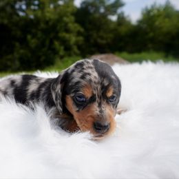 Oscar - Dapple male Dachshund puppy in Delano, Tennessee from Olive Branch Acres