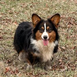 Schumaker's HUCK - Black and tan male American Corgi puppy in Heyworth, Illinois from Schumaker Corgis