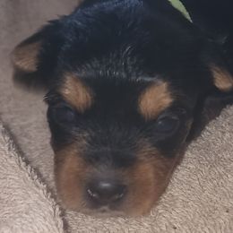 Yorkshire Terriers from Yorkie Ville Kennel