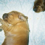 Irish Setter Puppies from Ambition Irish Setters