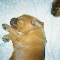 Irish Setter Puppies from Ambition Irish Setters