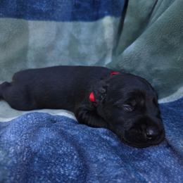 Calysta - Black female Giant Schnauzer puppy in Fraziers Bottom, West Virginia from Loyal Hearts Farm / RK's Dobermans