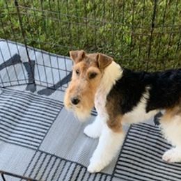 Smooth Fox Terriers and Wire Fox Terriers from Far Echo Fox Terriers