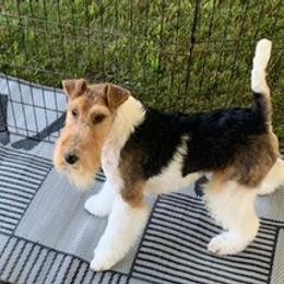 Smooth Fox Terriers and Wire Fox Terriers from Far Echo Fox Terriers