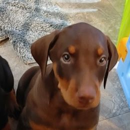 Puppy 3 - Red and rust female Doberman Pinscher puppy in Hampton, Connecticut from Hunterlynd Doberman's