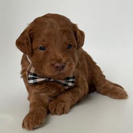 E-Red Boy - Red  male Goldendoodle puppy in Lewisville, Texas from Texas Goldendoodle Lovers