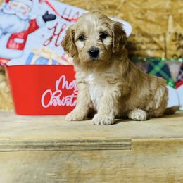 Purple - Apricot female Goldendoodle puppy in Baldwin, Georgia from Simmons F1b Goldendoodles