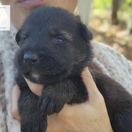 Silver Bell - German Shepherd puppy from Reddington Shepherds