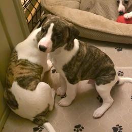 1male, 5females - White and fawn brindle female Whippet puppy in Benicia, California from Sunrise Farm
