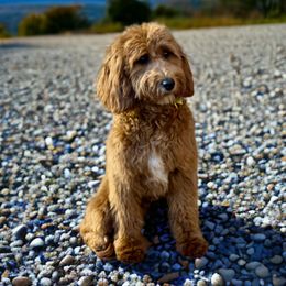 Autumn - Goldendoodle