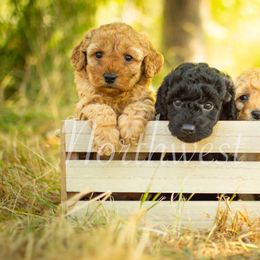 Poodle Puppies from Northwest pets Poodles